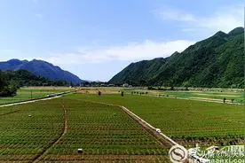 镇巴县：白芨花开致富路图片