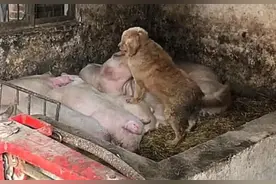 狗狗经常偷跑进母猪圈，事情不简单，跟进去一看，拿起扫把打图片