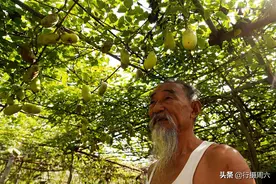 7旬老人深山迷路发现稀罕瓜，移植回家3年后果实累累，成抢手货图片