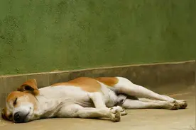 狗狗的睡姿，决定了狗狗的性格，您家狗是哪种睡姿？图片