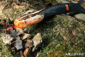 毒蛇界的“大熊猫”蛇，有着“绝食蛇”称号的白头蝰，有多特殊？图片