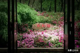 杜鹃花簇拥下的“醉红坡”，醉了游人，红了山坡图片