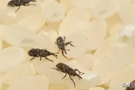 米虫看着不大但繁殖快，米袋子这样保存，放多久也没虫子图片