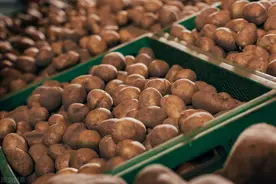 核桃跌至1元，螃蟹开市遇冷，土豆走量不涨价，花生受灾，咋回事图片