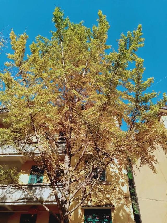 秋风吻尽银杏叶，艳遇醉美帽子峰