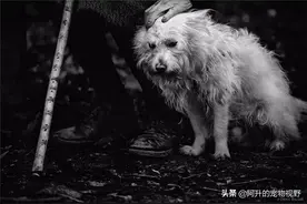 流浪狗每天都在等主人，终于等到主人那一天，它却不和主人走了图片