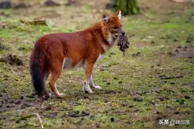 四大猛兽之首“豺”现身云南，如果对野猪下手，能保全农作物吗？图片