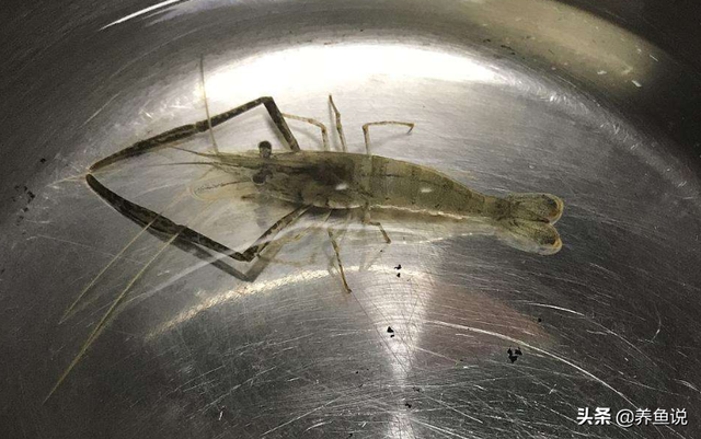懒人养鱼鱼缸小宠物，清洁鱼缸勤快又干净，还能当做观赏鱼的食物