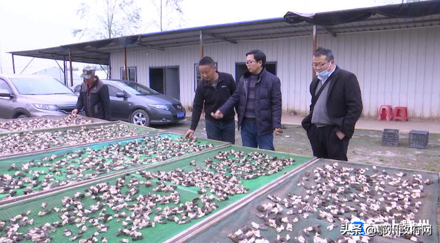 鄂州首批羊肚菌在杨叶喜获成功