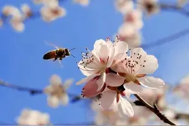 逃蜂的原因图片