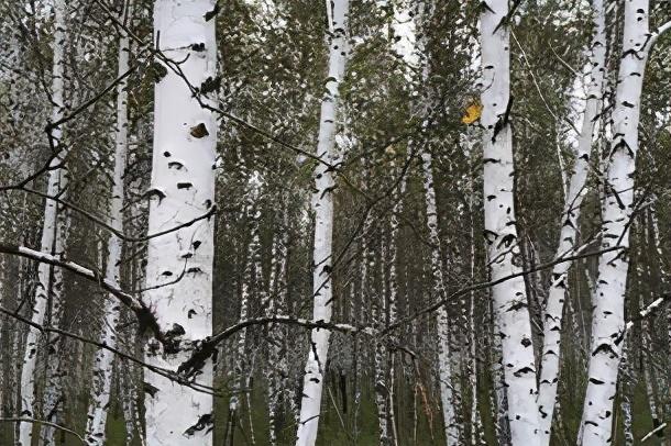 泥膜清洁面膜能去鸡皮肤吗