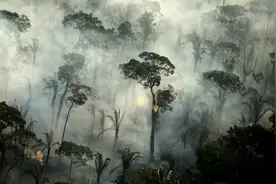 巴西猛砍树，中国猛栽树，一砍一栽基本相抵，地球之肺要变中国？图片