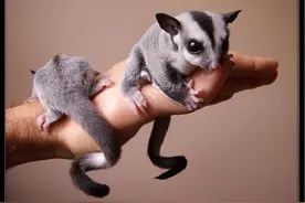 这种网红小宠物是玻璃心做的，一言不合就自杀，事实真的如此吗？图片