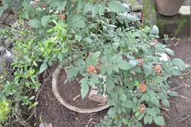 盆栽黑树莓挂果图片