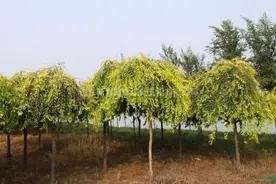 金叶垂榆嫁接培育技术，这样做，成活率非常的高图片