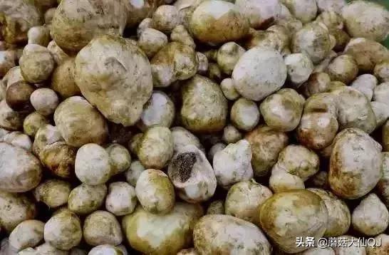 楚雄市南华县舌尖盛宴——菌子大全