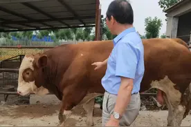 秋季牛配种期种公牛和母牛怎么养，学会配种成功率提升好几倍图片