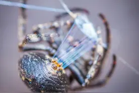 蜘蛛丝：用来治愈人体的神奇材料图片