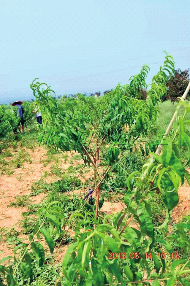 桃树Y字树形结构、整形要点及栽培技术