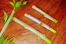 用树枝简单的做了个哨、勾起儿时满满的回忆？图片