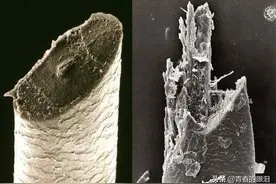 绝对清奇4：显微镜下的世界对我们真的太陌生了图片