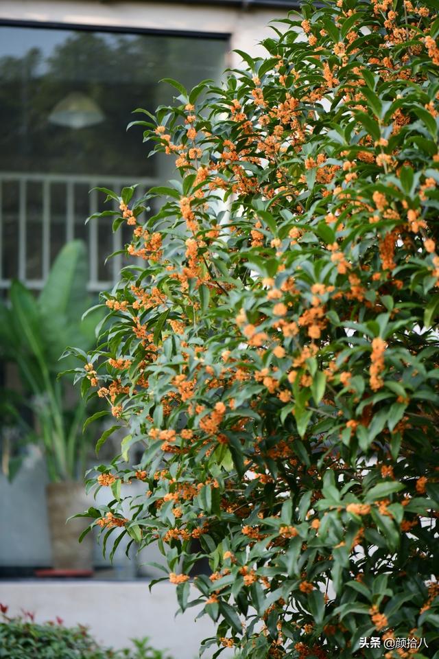 桂花树的样子，桂花长什么样子（倏然开了又倏然谢了）