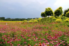 北京昌平七孔桥花海美爆了，宛若人间仙境图片