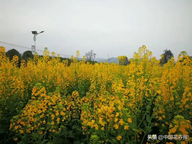 北国杏花初绽，江南已是油菜花漫山，“可甜可盐”的彩色油菜花，爱了！