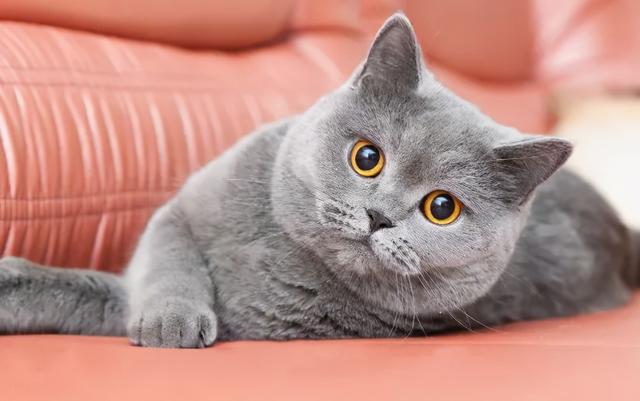 英国短毛猫丨蓝猫