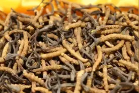 大骗局的终结：冬虫夏草被食药监踢出保健圈图片