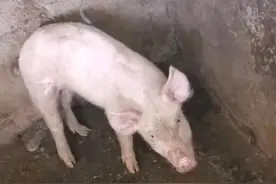 养猪常用的抗病毒药图片