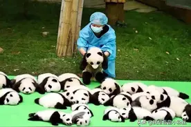 滚滚小趣事（一）：大熊猫吃铁哦图片