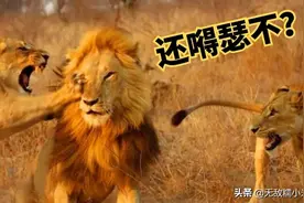 为什么老话说，母老虎不容易，母狮子更不容易，公狮子有什么用？图片