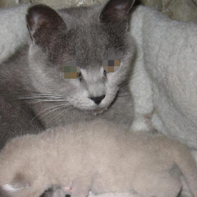 英国短毛猫丨蓝猫