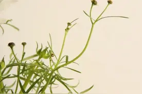 军师联盟｜人间几回春，雨打催人归-第18集图片