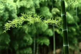 我的那时小学（二）图片