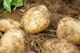 马铃薯腐烂的原因及预防方法图片