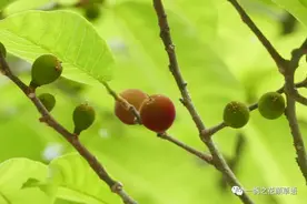 见血封喉（Antiaris toxicaria）图片