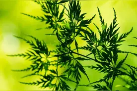 壁纸：植物建筑豪车风景个性壁纸，喜欢自取图片