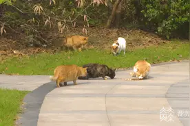 追踪：南京栖霞小区业主众筹救助的35只流浪猫完成绝育 状态良好图片