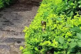 南宁凤岭儿童公园有眼镜蛇出没？！园方回应：已加强巡查图片