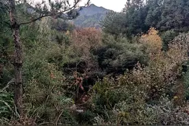 秋天的故事图片
