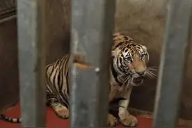 救救老虎吧！越南村民圈养17只老虎，8只死亡，他们为何要吃老虎图片