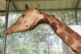 是动物乐园还是坟场？不用问，就是去探险图片