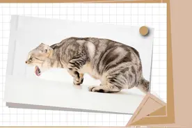 猫咪呕吐老不好，一到换季更严重，怎么办？图片