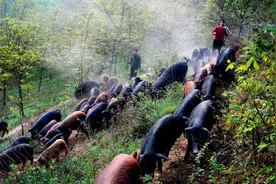 抢救本土“地方猪”：一旦出现非洲猪瘟，灭种风险巨大图片