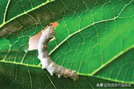 以果桑和蛋白桑为重点，河北桑产业融合创新走出特色路图片