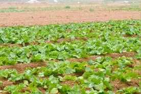 白菜霜霉病，发生面积越来越大？农户掌握3点，轻松防治图片