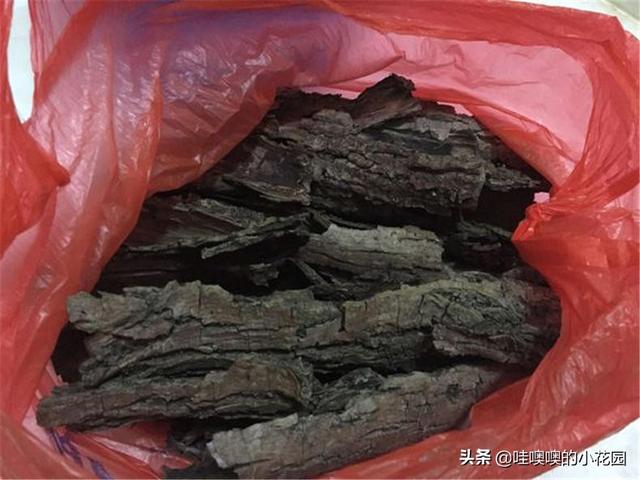 养君子兰、兰花，盆里加3料，白根粗壮，叶片挺拔，开花娇俏