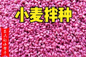 小麦拌种提前几天好？多年种植户经验，太早降低发芽率，别再错了图片